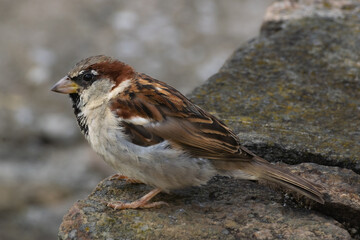 Lateral and close-up shot of an adult male House Sparrow perched on a stone