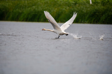 Wild swans in Danube Delta , Romania