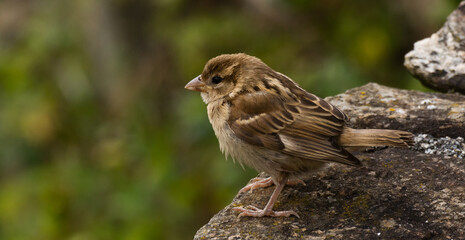 Lateral and close-up shot of a young female House Sparrow perched on a stone