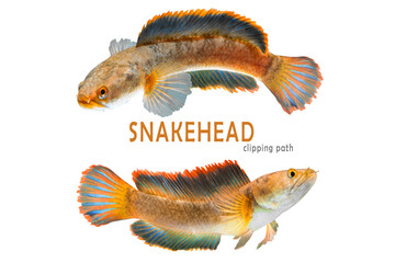 Snakehead Channa fish . Alive snake fish isolated on white background