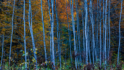 aspen trunks