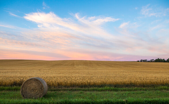Wheat growing in North Dakota field with hay
