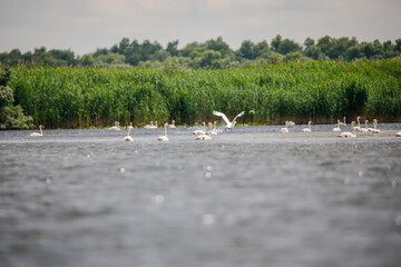 Landscape in Danube Delta , Romania