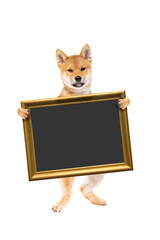 standing shiba inu puppy dog holding a placard or blackboard