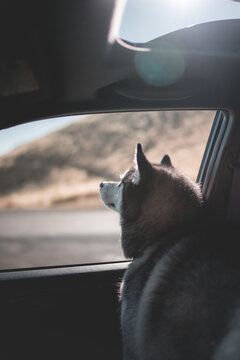 Dog getting fresh air out window