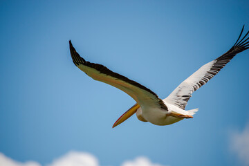 Amazing pelican in the fly