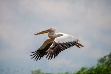 Fototapeta na wymiar Amazing pelican in the fly
