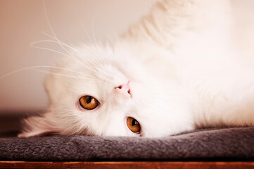 Upside Down Portrait of a White Cat