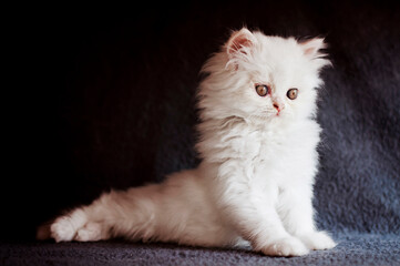 Fluffy Kitten