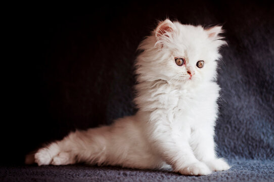 Fluffy Kitten