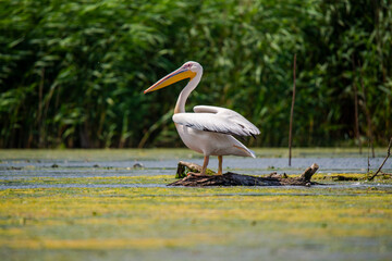 Amazing pelican in the fly