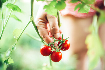 Close-up of a woman's hands holding organic cherry tomatoes