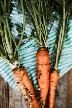 Carrots just picked from the garden.