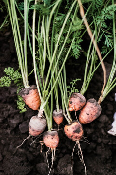 Carrots just picked from the garden.