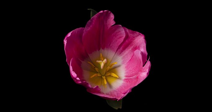 チューリップの開花タイムラプス