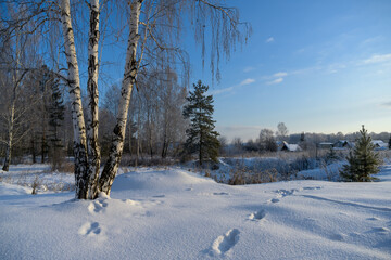 Winter landscape with birches, pines, wooden houses on the edge of the village and high drifts of white clean snow with footprints. Blue sky, sunny day. Middle Ural (Russia) 