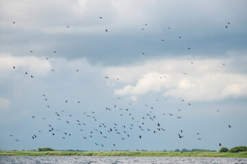birds in the sky