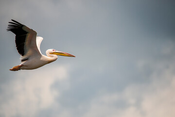 Amazing pelican in the fly