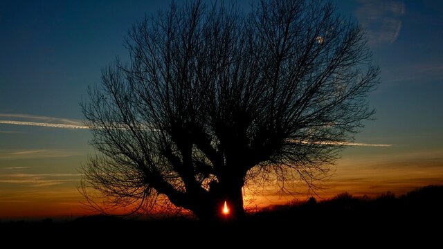 Weidenbaum im Sonnenuntergang - grandiose Kulisse