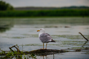 Seagull on the river