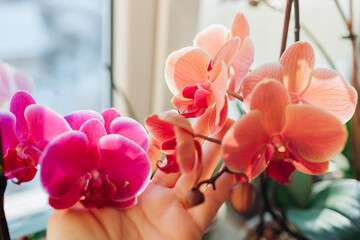 Colorful orchids phalaenopsis. Woman taking care of home plants. Gardener holding white flowers