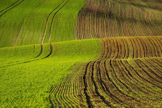 Idyllic view of rolling field near Kyjov, Hodonin District, South Moravian Region, Moravia, Czech Republic