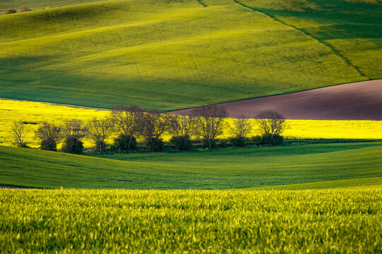 Idyllic view of bare trees amongst rolling fields near Kyjov, Hodonin District, South Moravian Region, Moravia, Czech Republic