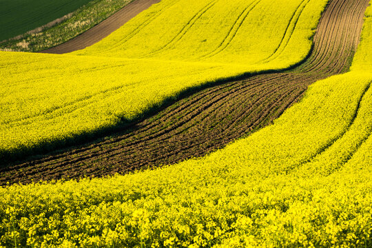 Scenic view of rolling field with rapeseed near Kyjov, Hodonin District, South Moravian Region, Moravia, Czech Republic