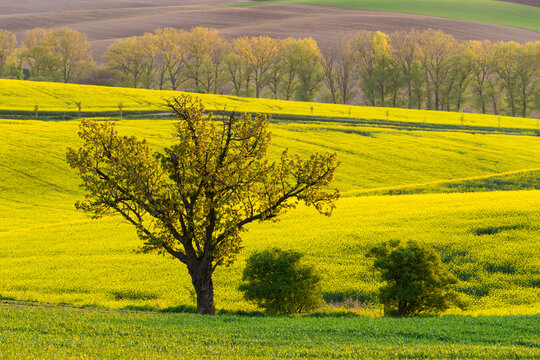 Idyllic view of solitary tree against rolling fields with rapeseed near Kyjov, Hodonin District, South Moravian Region, Moravia, Czech Republic