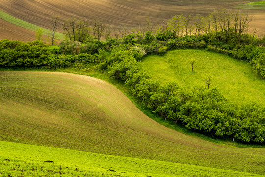 Idyllic view of trees amongst rolling fields near Kyjov, Hodonin District, South Moravian Region, Moravia, Czech Republic