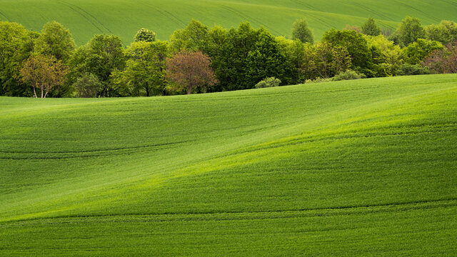 Scenic view of trees amongst rolling fields near Kyjov, Hodonin District, South Moravian Region, Moravia, Czech Republic