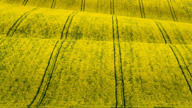 Scenic view of rolling field with rapeseed near Kyjov, Hodonin District, South Moravian Region, Moravia, Czech Republic