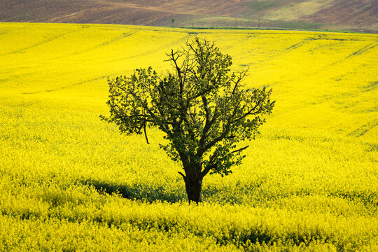 Scenic view of lone tree amongst rolling fields with rapeseed near Kyjov, Hodonin District, South Moravian Region, Moravia, Czech Republic