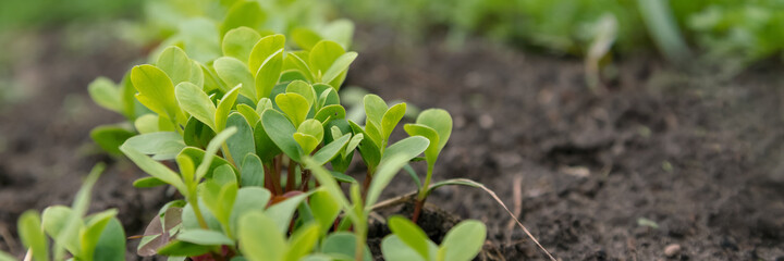 Obraz na płótnie Canvas small green basil seedlings leaves grow on vegetable garden
