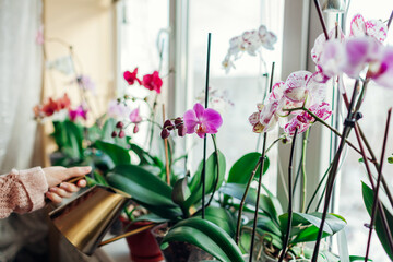 Watering orchids phalaenopsis with golden metal watering can. Woman taking care of home plants....