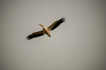 Pelican in Danube Delta , Romania