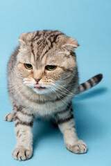 Funny cat Scottish Fold sits with his tongue hanging out. Studio, blue background.
