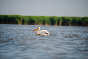 Pelican in Danube Delta , Romania