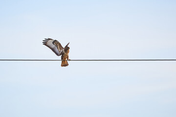 Common Buzzard sitting on a wire ( Buteo Buteo )