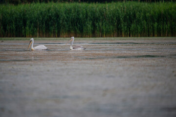 Pelican in Danube Delta , Romania