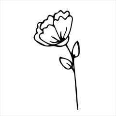 Beautiful flower,Spring twig with leaves, floral vector object in doodle style, flowers hand draw, isolate on a white background.