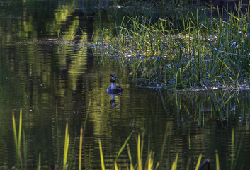 The great crested grebe in the pond. City park. Moscow