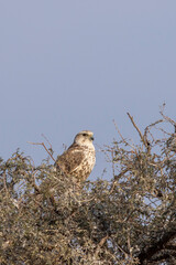 Saker falcon or Falco cherrug portrait during winter migration at jorbeer conservation reserve bikaner rajasthan india