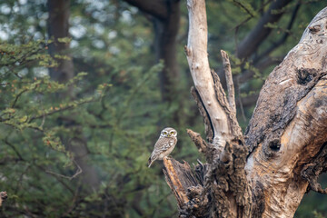 Naklejka na ściany i meble spotted owl or owlet or Athene brama perched on tree in natural green background during safari at forest of central india