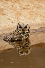 Close up view of a indian scops owl or Otus bakkamoena owlet bird with reflection in water quenching thirst from waterhole in hot summer season safari to dry deciduous forest of central india