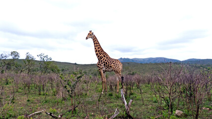 Giraffe in african savanah .