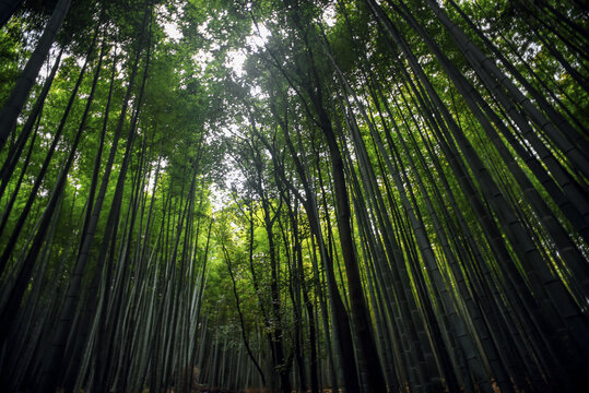 Arashiyama Japanese Bamboo Forest, Kyoto, Japan