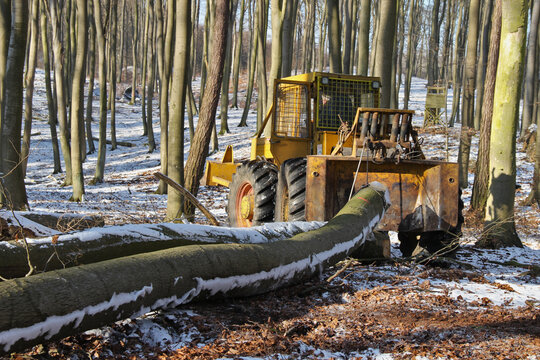 gro&szlig;e Baumst&auml;mme werden mit alter Forsttechnik LKT aus dem Wald geschleppt