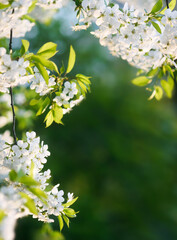 Spring background with blooming cherry