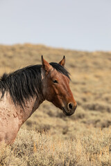 Beautiful Wild Horse Stallion in the Red Desert Wyoming